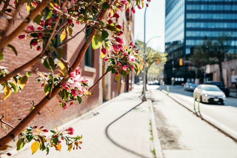 View of Bannatyne Avenue north sidewalk looking east towards Main Street from Albert Street in the Exchange District. Tree branches with early pink blossoms are in the foreground with a backdrop of red brick on the left, a streetscape at centre, and a modern, black building in the distance on the right.