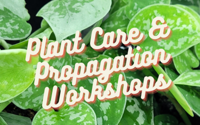 Plant Care & Propagation Workshop